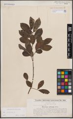 Foto von Salix cinerea L.
